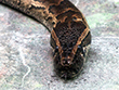 動物図鑑、アフリカニシキヘビ
